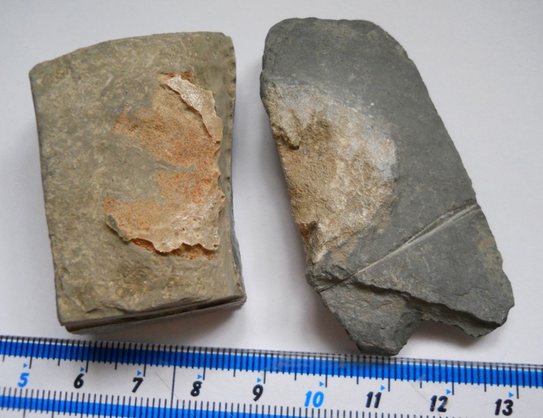 Ichthyosaur Bones  00810