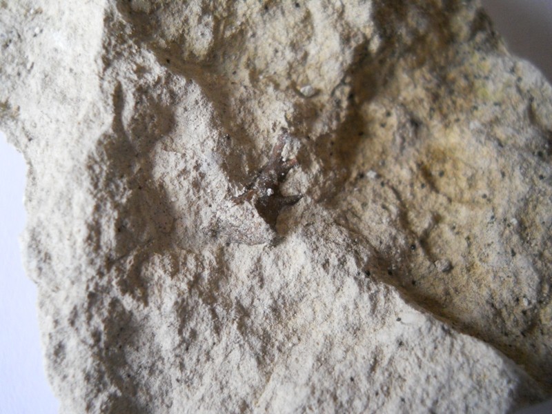 Chalk Fossil ID 06710