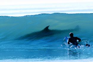 Admin.......surfers Wave_s10
