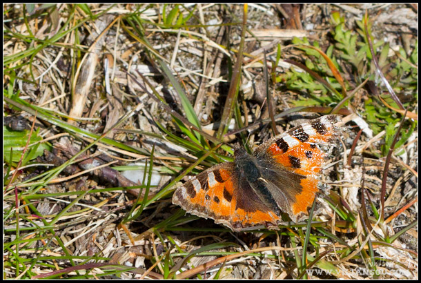 Aglais urticae Viltan24