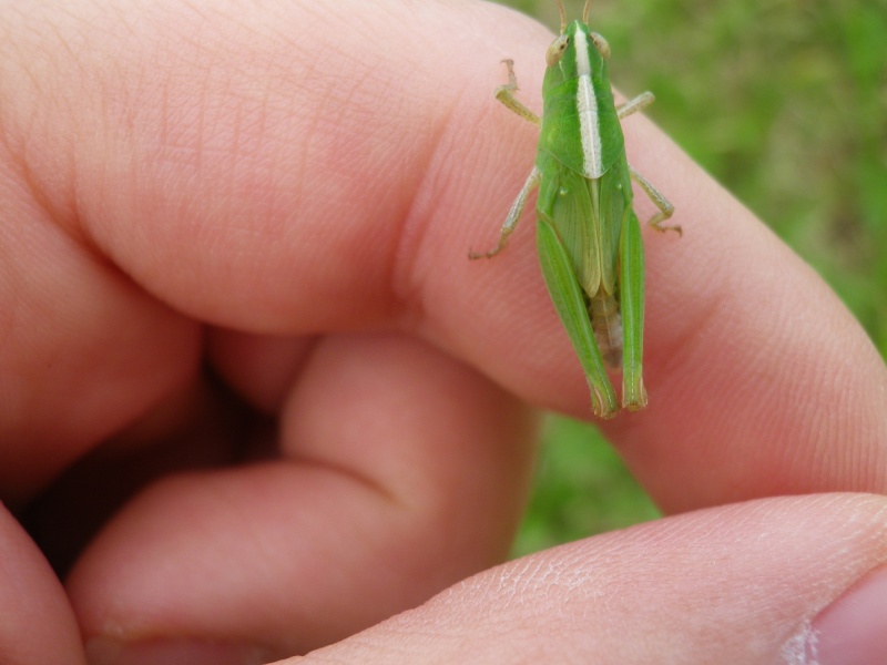 [Acrididae juvénile] Criquet vert avec raie blanche sur...  Imgp1412