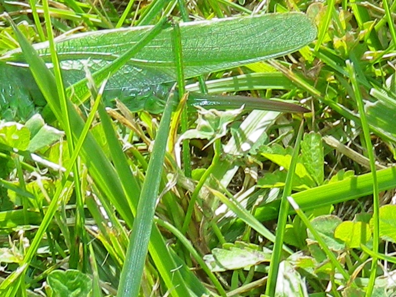 [Tettigonia viridissima] Grande sauterelle verte Imgp2012