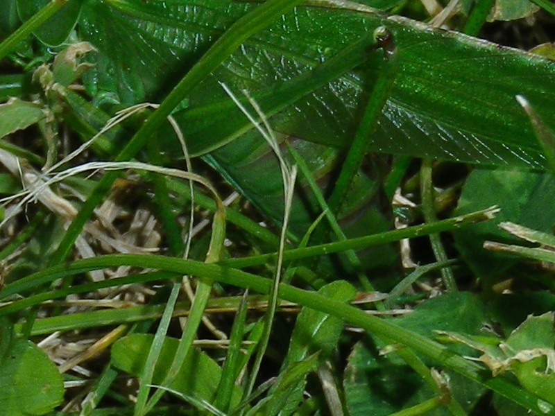 [Tettigonia viridissima] Grande sauterelle verte Imgp2013