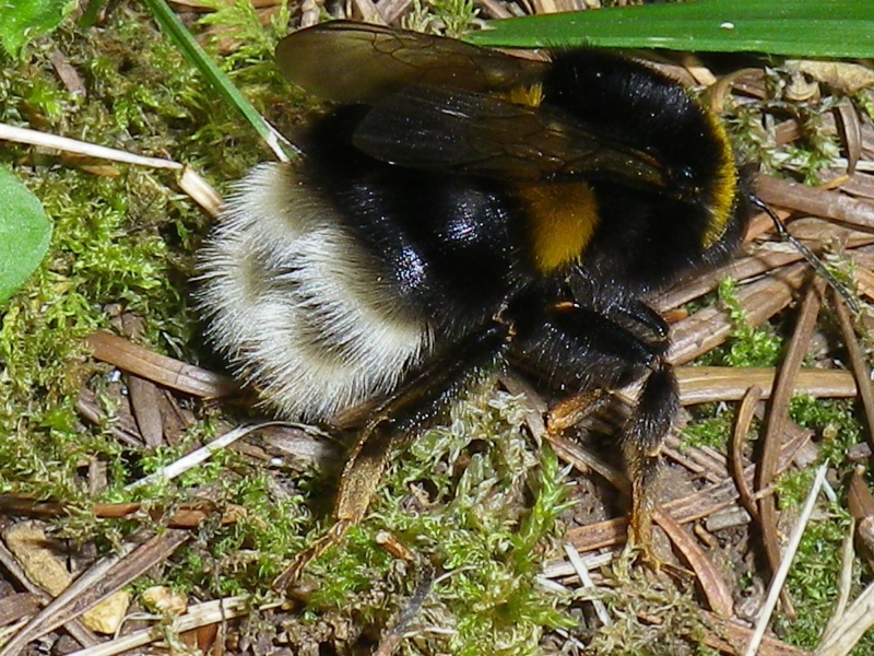 [Bombus sp. gr. terrestris] Encore un bourdon Imgp2311