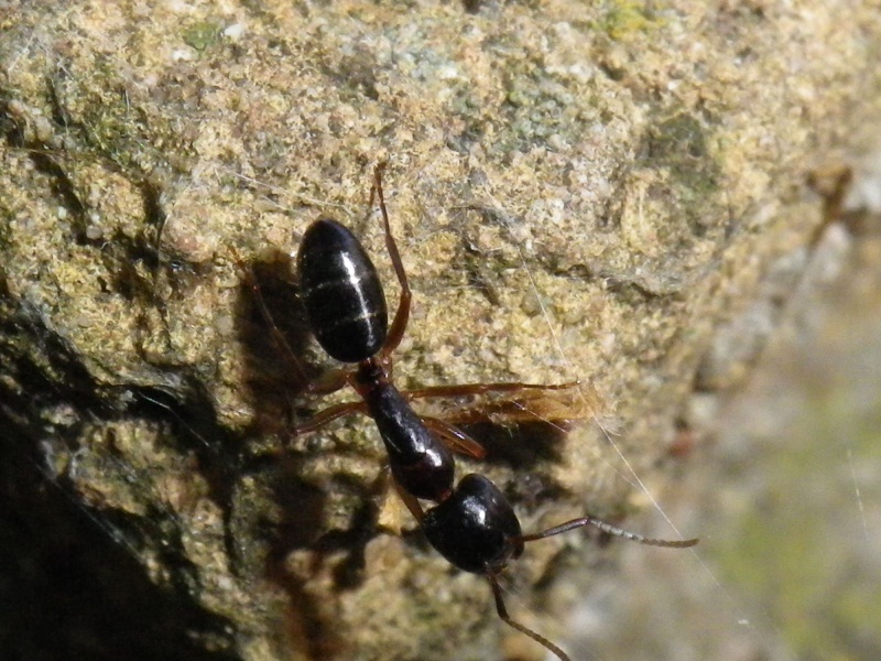 [Camponotus fallax] Quel est cette fourmis ? Imgp2314