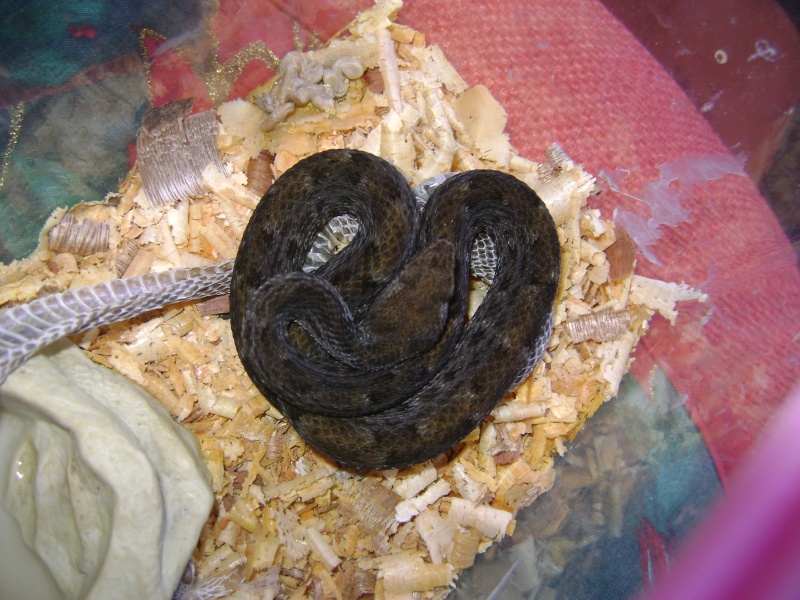 My baby Bothrops atrox Dsc05110