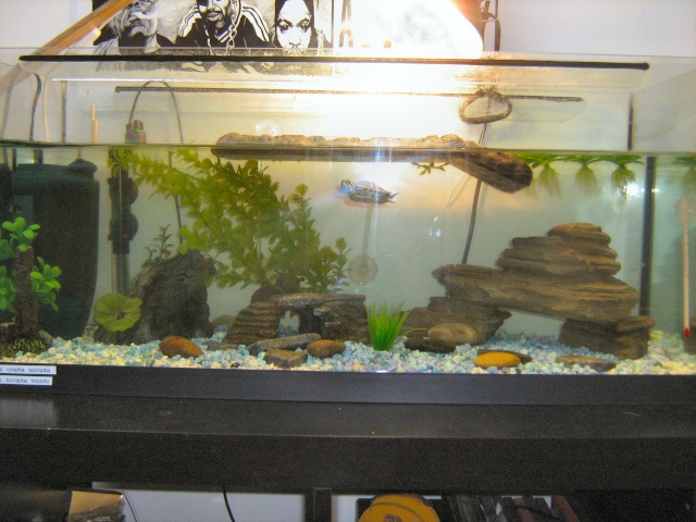 Mon nouvel aquarium et mes 3 petite trachemys  Img_3526