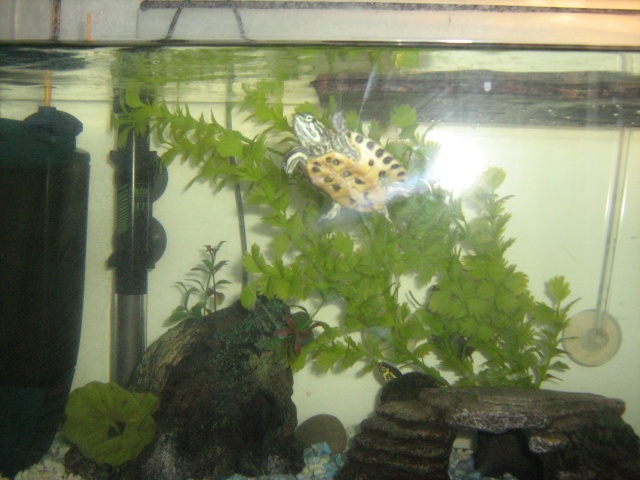 Mon nouvel aquarium et mes 3 petite trachemys  Img_3532