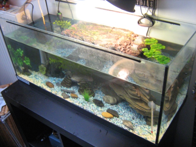 Mon nouvel aquarium et mes 3 petite trachemys  Img_3610