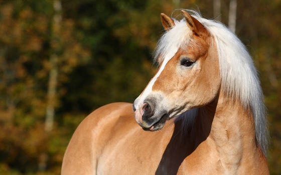 Haflinger ♀ July Cramberries Bokura18