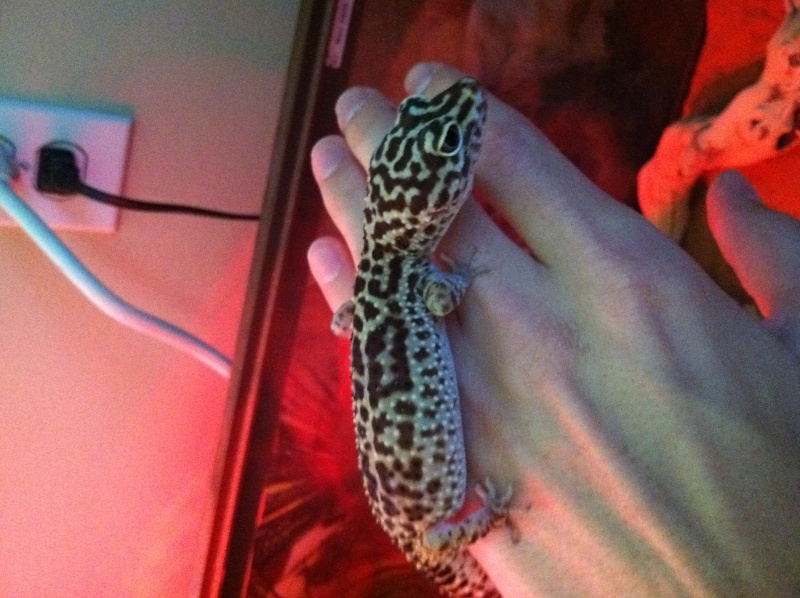 is my new leopard gecko okay? Image-11