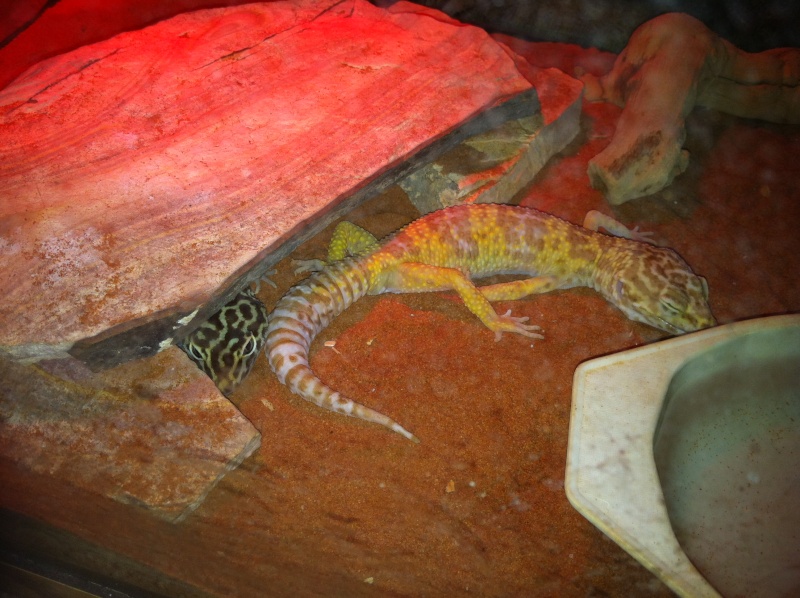 is my new leopard gecko okay? Image11