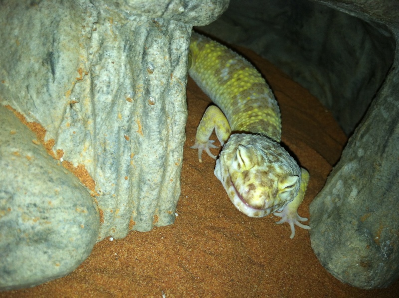 is my new leopard gecko okay? Image_10