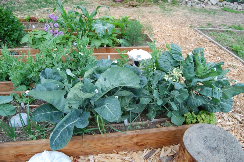 My Garden Adventure, 2012 - Page 2 17_bra13