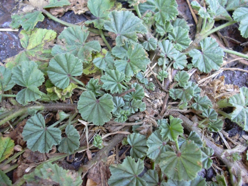 Unmarked Seedlings & Lettuces _chees10