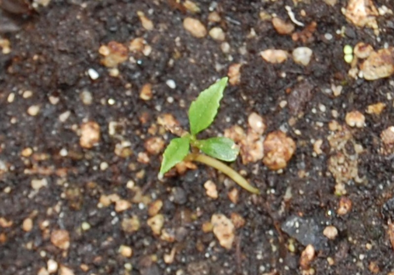 Unmarked Seedlings & Lettuces _id_ds10