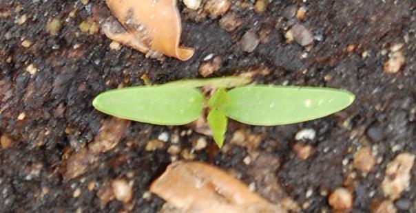 Unmarked Seedlings & Lettuces _id_ds11