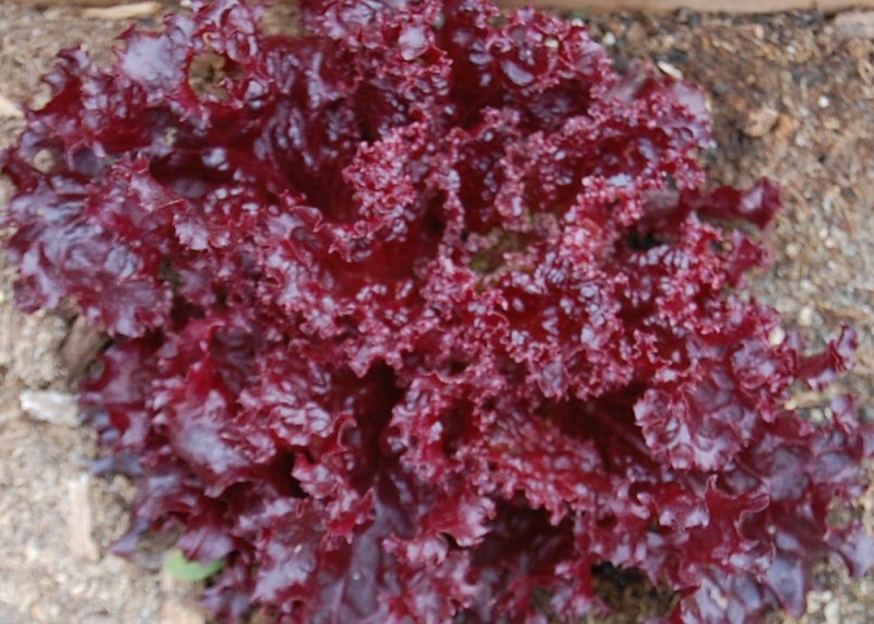 Unmarked Seedlings & Lettuces _id_ds12