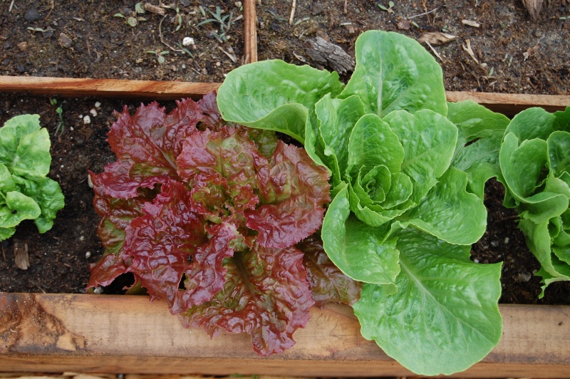 Unmarked Seedlings & Lettuces _id_ds13