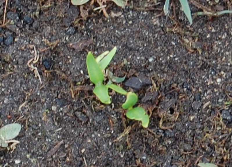 Unmarked Seedlings & Lettuces _id_ds14