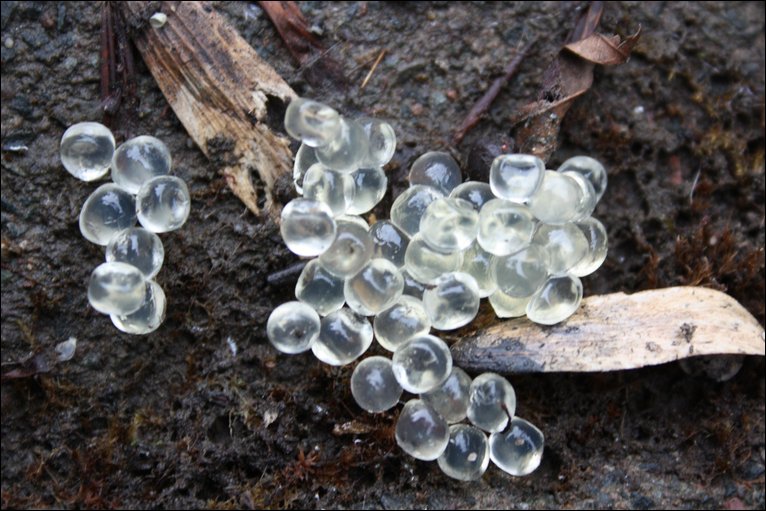 Slug Eggs?? Snail_11