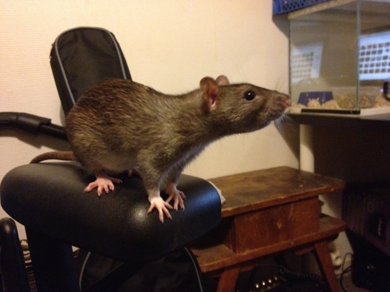 quelques photos de mes rates et rats  Img_0110