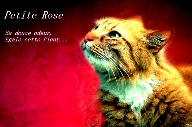 ~Petite Rose~ Exempl12