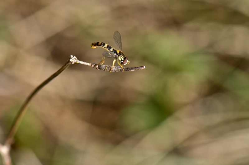 Le printemps ETAIT de retour Dsc_5511