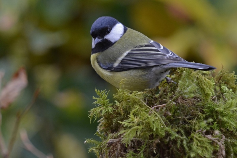 C'est reparti pour les oiseaux du jardin ! 05710