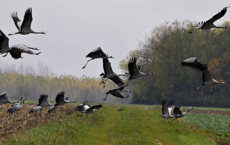 Des grues loin du trottoir ! 23910