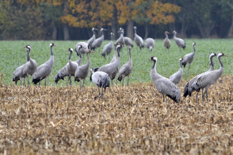 Des grues loin du trottoir ! 28810