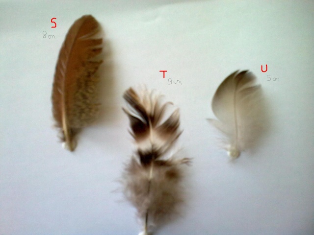 Beaucoup de plumes à identifier : S Photo031