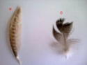 Beaucoup de plumes à identifier : S Photo016