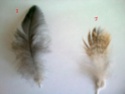 Beaucoup de plumes à identifier : S Photo017