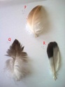 Beaucoup de plumes à identifier : S Photo020