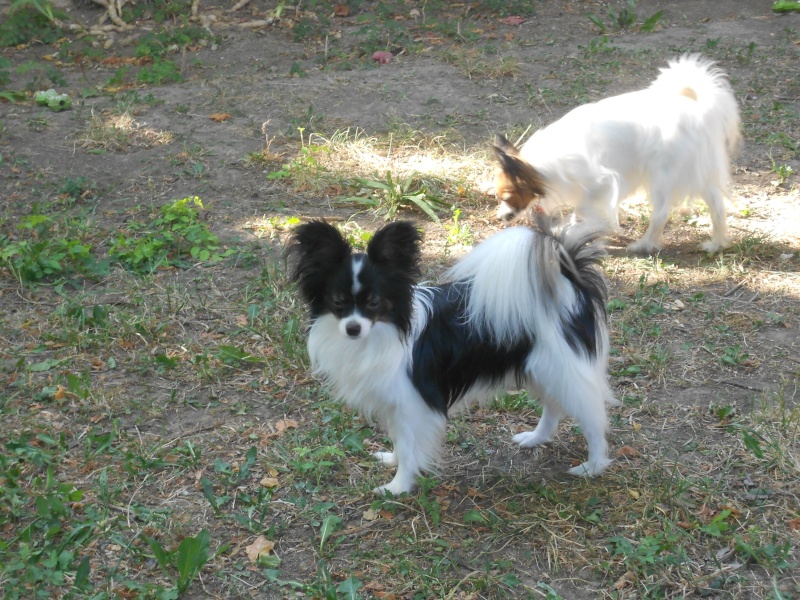 golby le chien a ma soeur ! 00217