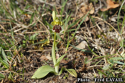 OPHRYS LUPERCALIS EN FLEUR DANS LES PETITES PYRÉNÉES Ophrys14