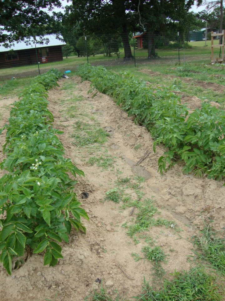 strawberries - The Garden at Ft. Tracy + Photos - Page 2 06_01_21