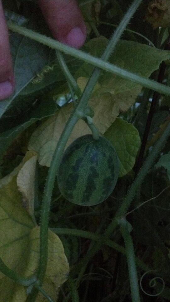 What the heck is this? Can watermelons and cukes cross? Myster11