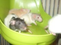 Looking to rehome female rats 28865510