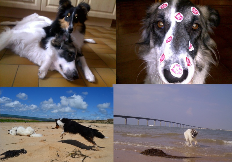 Photos insolites de vos chiens tome 2 - Page 23 08052010