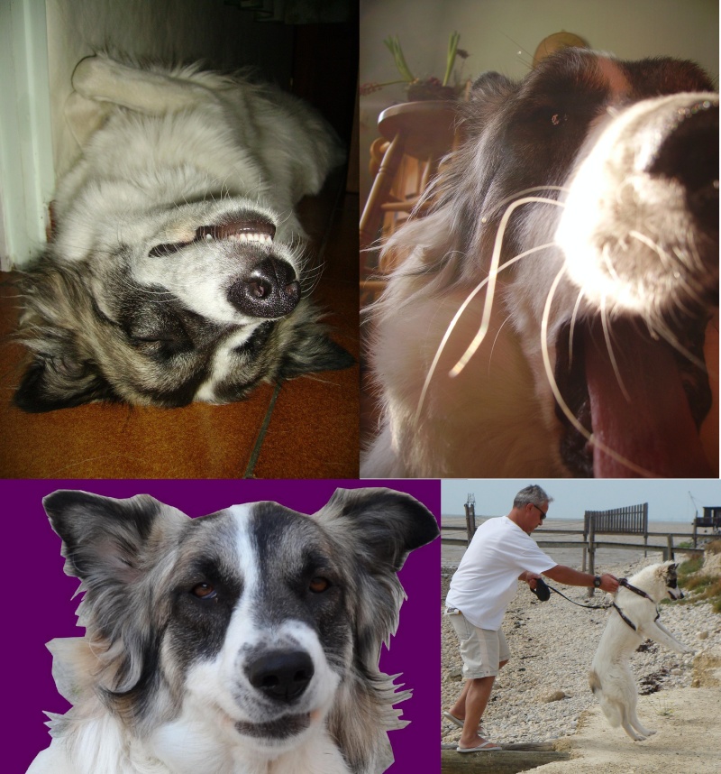 Photos insolites de vos chiens tome 2 - Page 23 Imgp0710