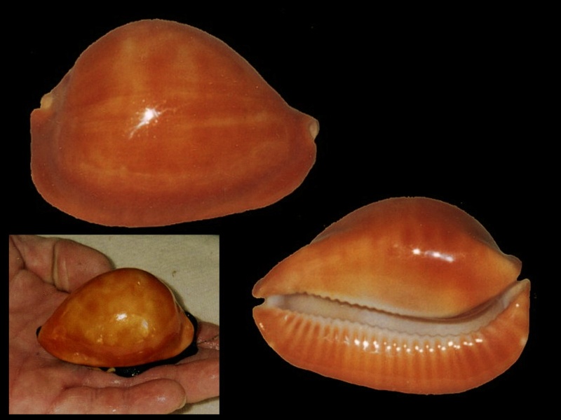 Zoila thersites (Gaskoin, 1849) - Orange, très Rare Friend12