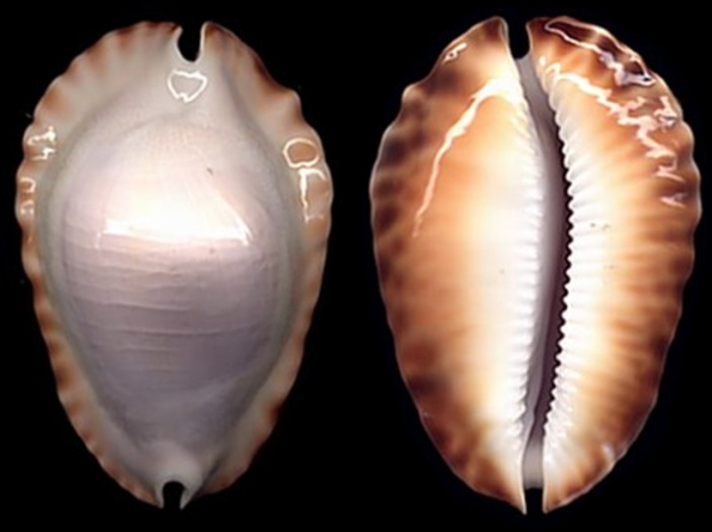 Zoila ketyana hypermarginata - (Raybaudi, 1993) Hyp10