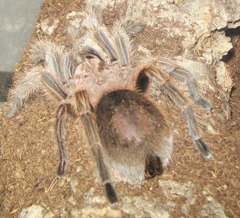 Grammostola rosea Le_06_10