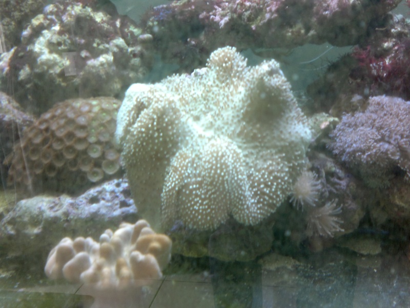 Photos de mes premiers coraux mous - Page 2 Photo_12
