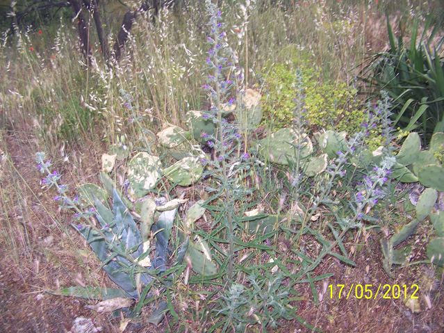 plante de garrigue  Vipérine (echium vulgare) 100_0111