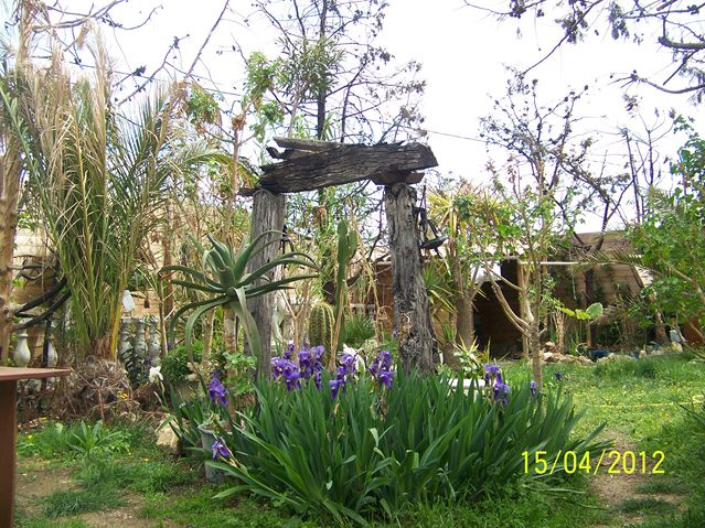 mon jardin avril 2012 100_9513