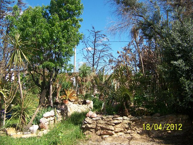 mon jardin avril 2012 100_9613