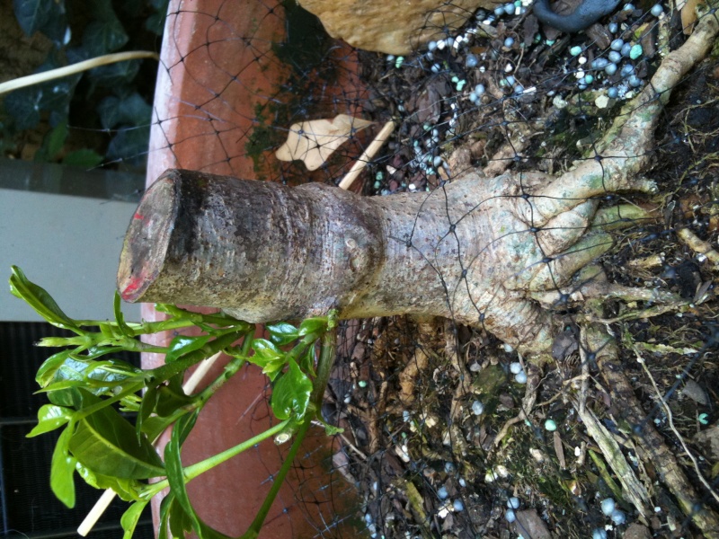 Any Help With Tree ID Trunk_10